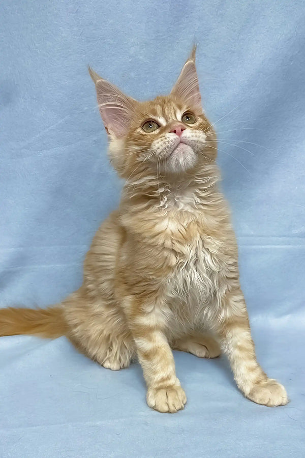 Tomas | maine coon kitten
