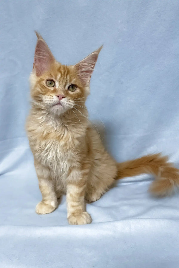 Tomas | maine coon kitten