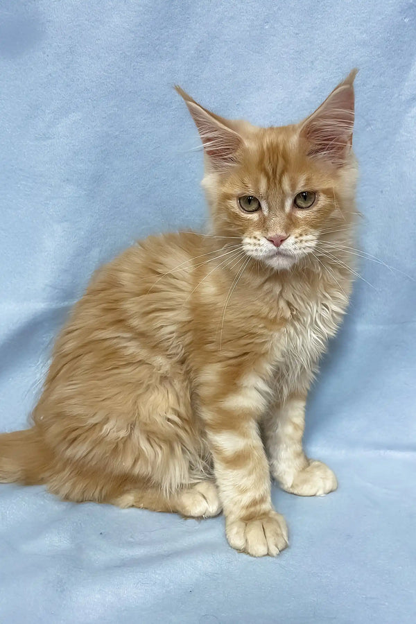 Tomas | maine coon kitten