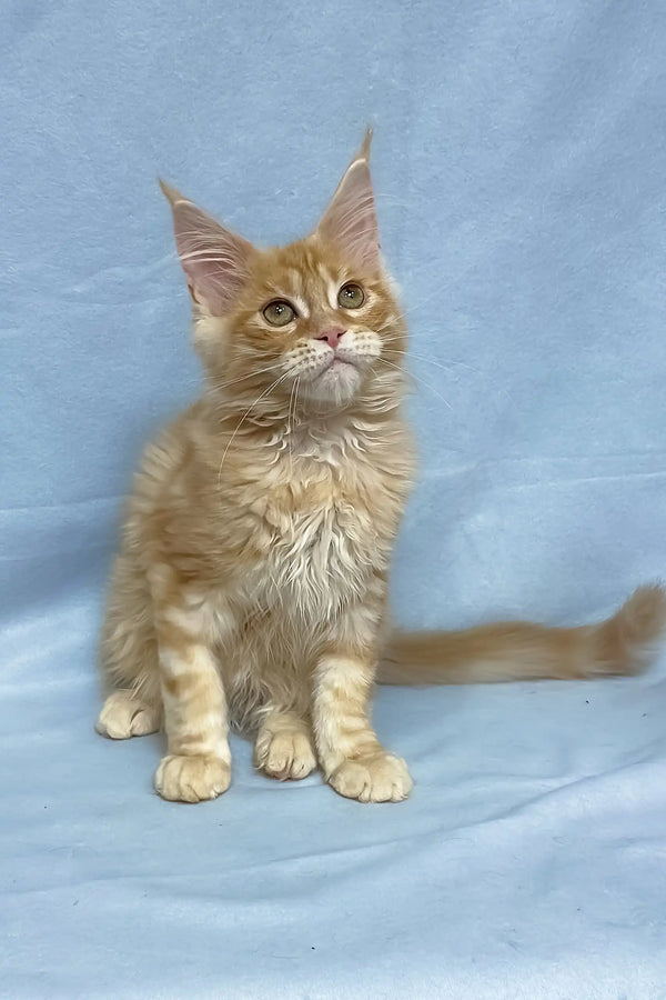Tomas | maine coon kitten