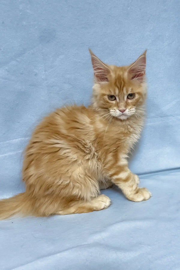 Tomas | maine coon kitten