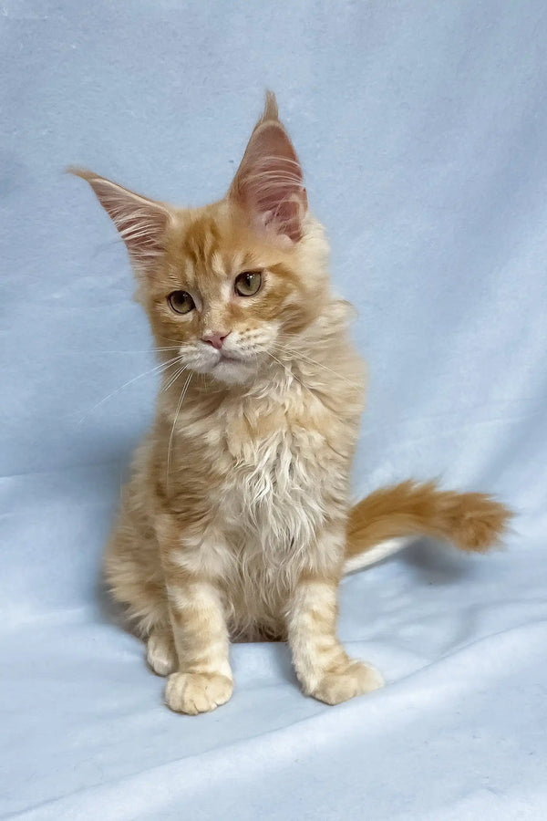 Tomas | maine coon kitten