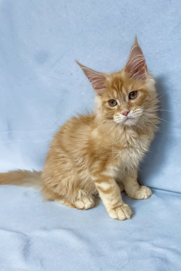 Tomas | maine coon kitten