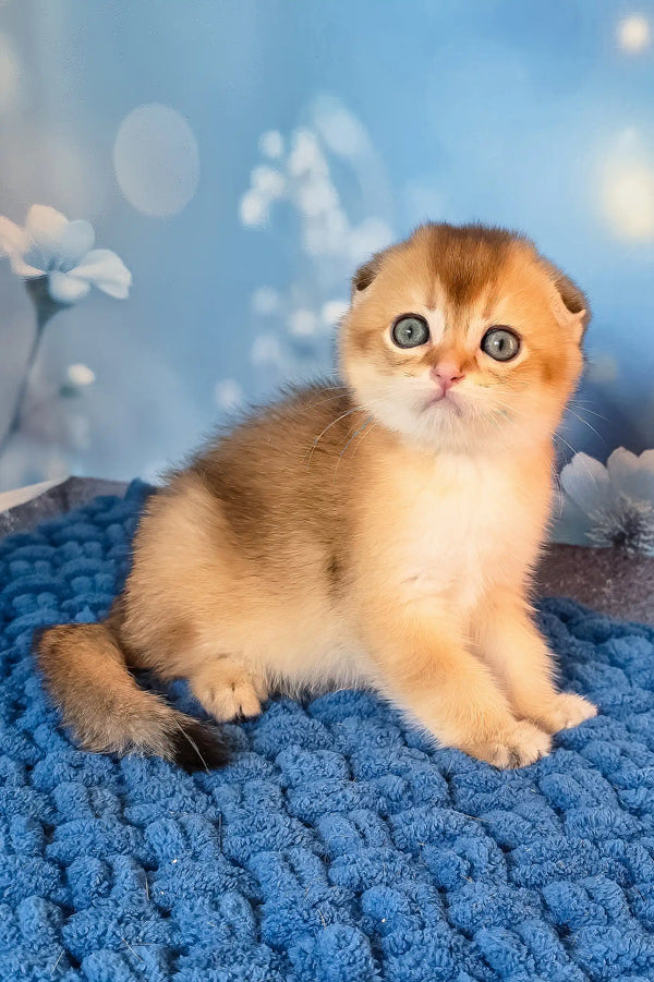 Tomas | scottish fold kitten