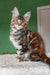 Cute Maine Coon kitten with tabby markings in Tomiris product showcase