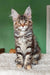 Adorable Maine Coon kitten in the Tomiris product lineup, perfect for cat lovers