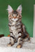 Cute Maine Coon kitten with tabby markings from Tomiris, perfect for any cat lover