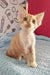 Curly-haired Devon Rex kitten named Tommy looks super cute and playful