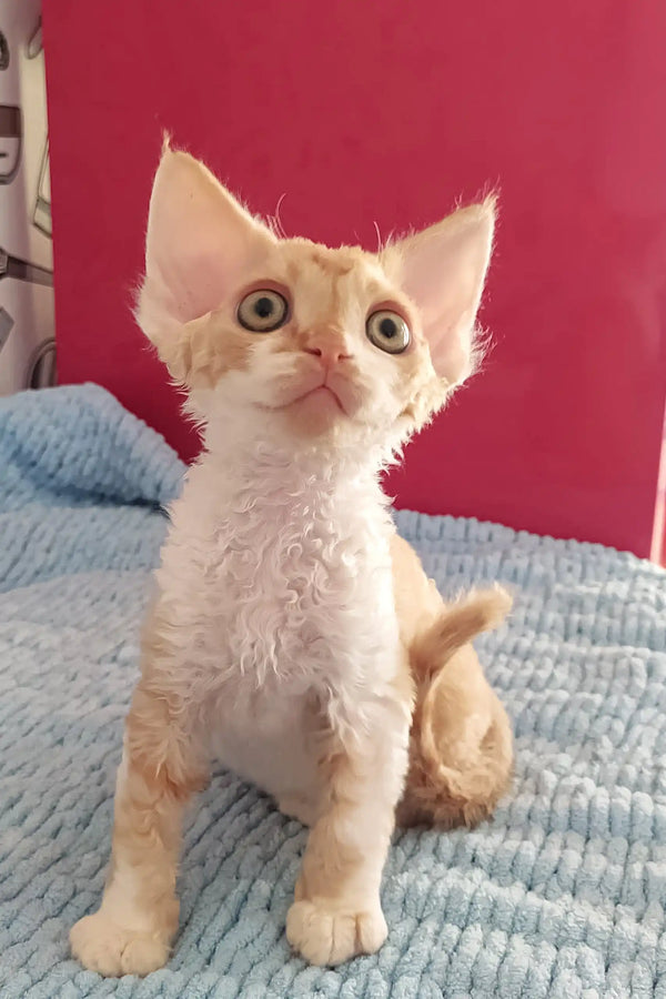 Curly-haired cream and tan Devon Rex kitten named Tommy with big ears