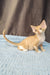 Curly-haired orange and white Devon Rex kitten named Tommy looking adorable