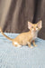 Fawn-colored Devon Rex kitten named Tommy looking cute and playful