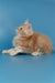 Cute cream-colored Maine Coon cat chilling in a royal pose for Tommy | Maine Coon Kitten