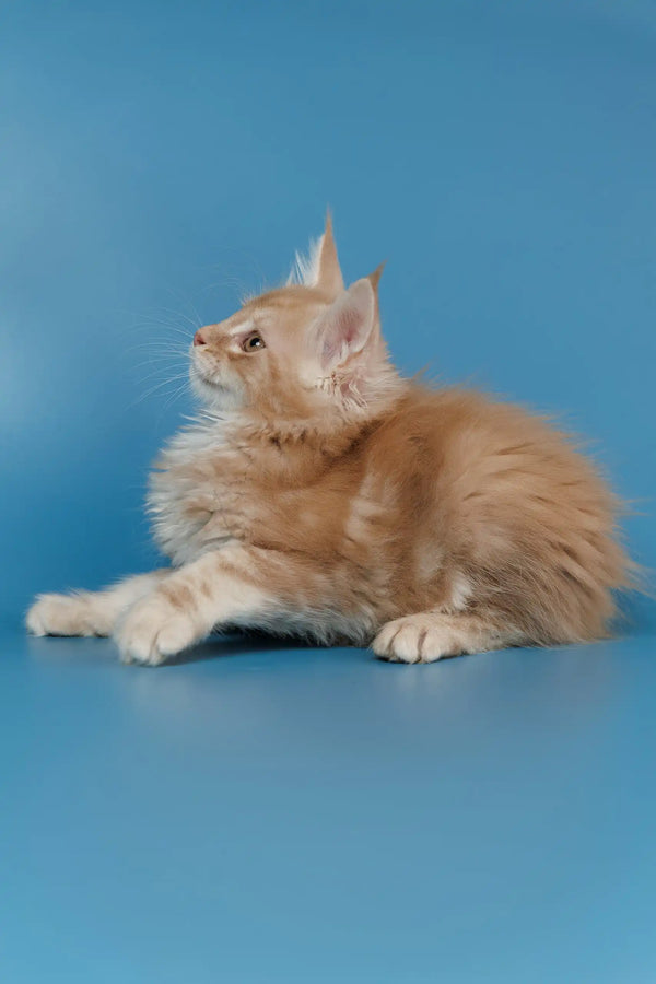 Cute cream-colored Maine Coon cat chilling in a royal pose for Tommy | Maine Coon Kitten