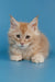 Cream-colored fluffy Maine Coon kitten Tommy with alert eyes and perked ears