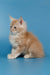 Cream-colored fluffy Maine Coon kitten sitting pretty in profile for Tommy product