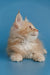 Cream-colored fluffy Maine Coon kitten named Tommy looking to the side