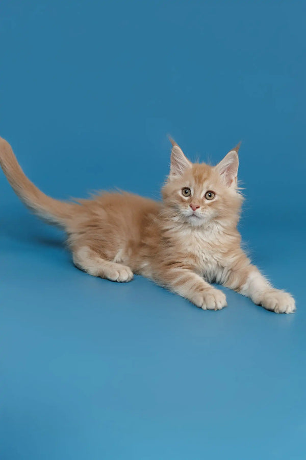 Cream-colored longhaired cat lounging, perfect for showcasing Tommy the Maine Coon Kitten