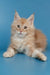 Fluffy cream-colored Maine Coon kitten named Tommy lying down and looking adorable