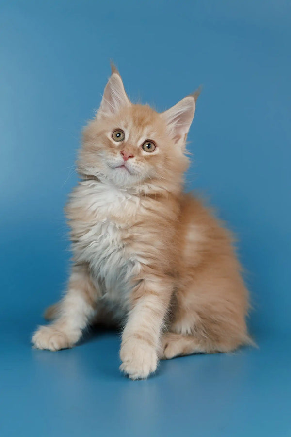 Fluffy cream Maine Coon kitten named Tommy with bright eyes and long fur