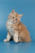 Fluffy cream and ginger Maine Coon kitten Tommy sitting with a cute tilted head