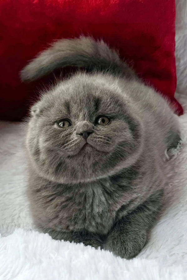 Tommy | scottish fold kitten