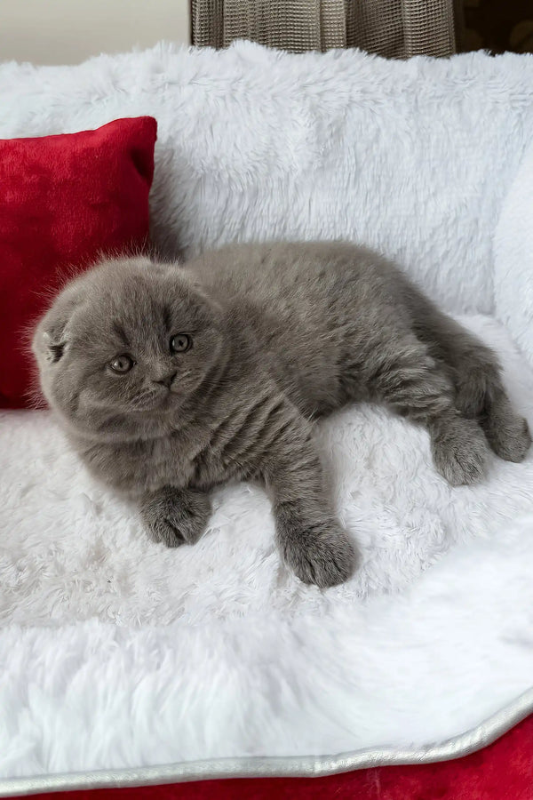 Tommy | scottish fold kitten
