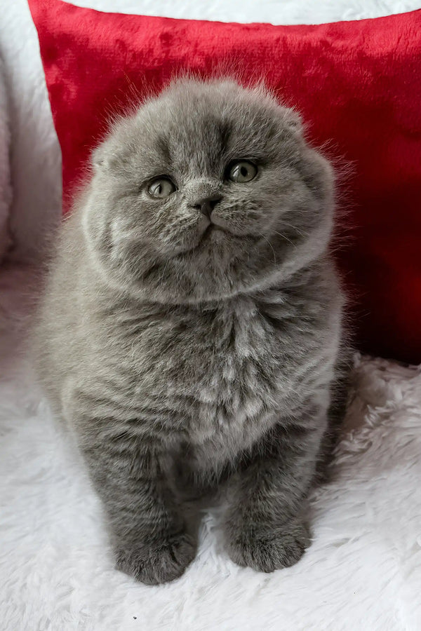 Tommy | scottish fold kitten