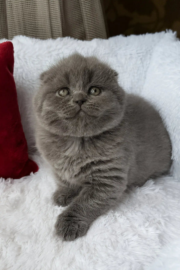 Tommy | scottish fold kitten