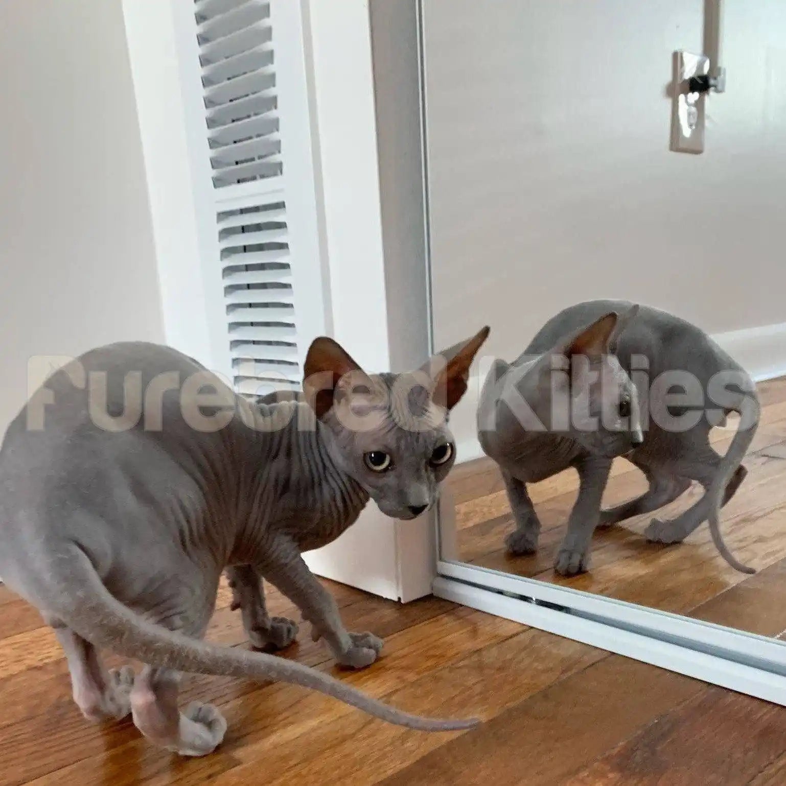 Sphynx Cats and Kittens for Sale Tommy | Kitten