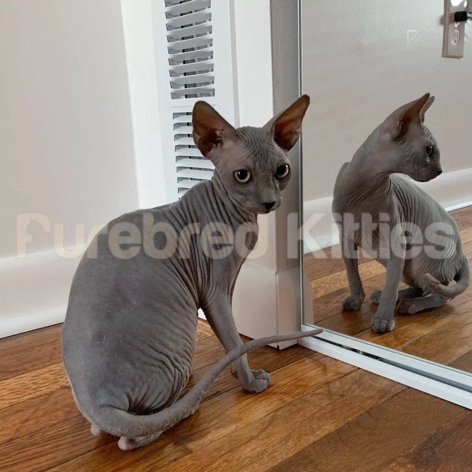 Sphynx Cats and Kittens for Sale Tommy | Kitten