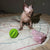 Tommy the Sphynx Kitten sits on a patterned blanket amid toys air delivery form