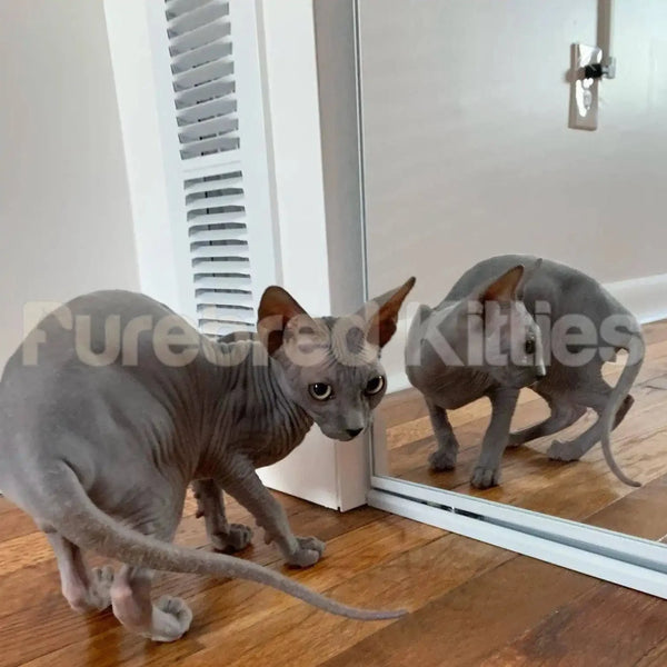 Hairless Sphynx Kitten Tommy next to mirror reflecting image – September 1st air delivery