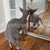 Curious Hairless Sphynx Cat from Tommy Sphynx Kitten checking itself out in the mirror