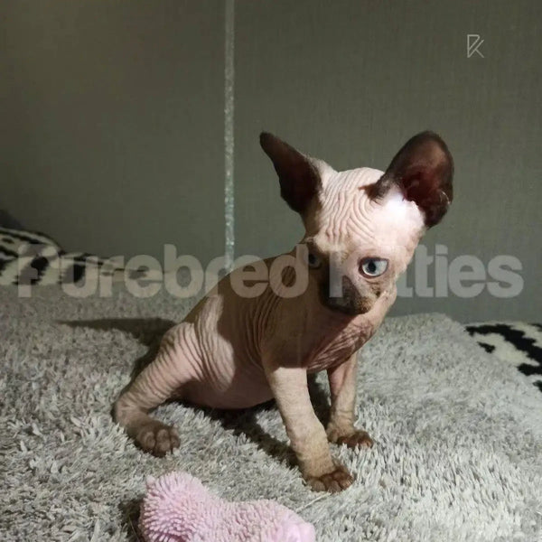 Adorable Hairless Sphynx kitten with blue eyes sitting on carpet Tommy Sphynx Kitten