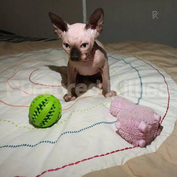 Tommy the adorable Hairless Sphynx kitten sitting on a blanket with toys nearby, ready for air delivery