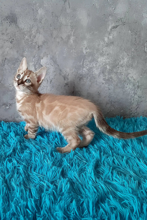 Toni | bengal kitten