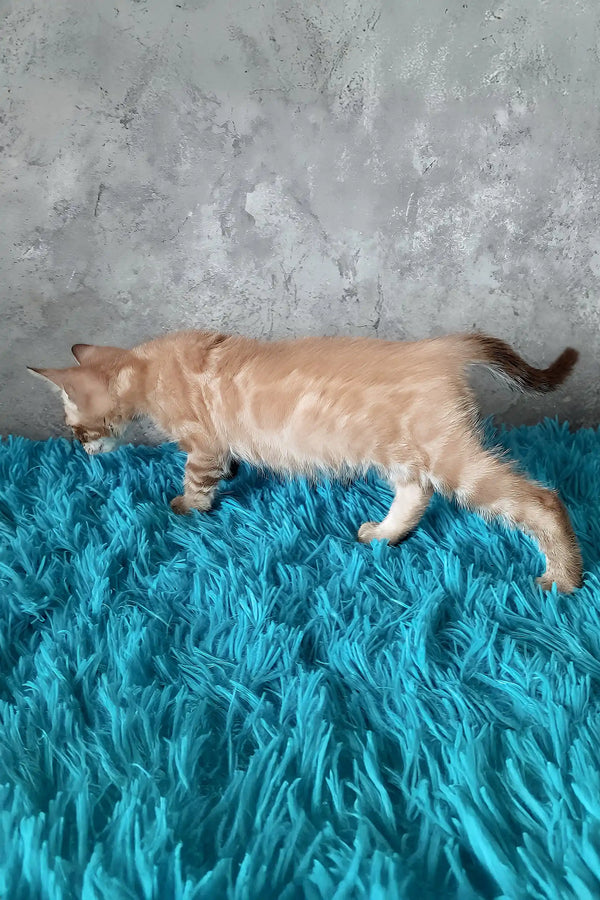 Toni | bengal kitten