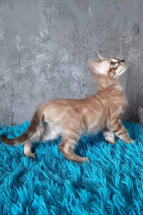 Toni | bengal kitten