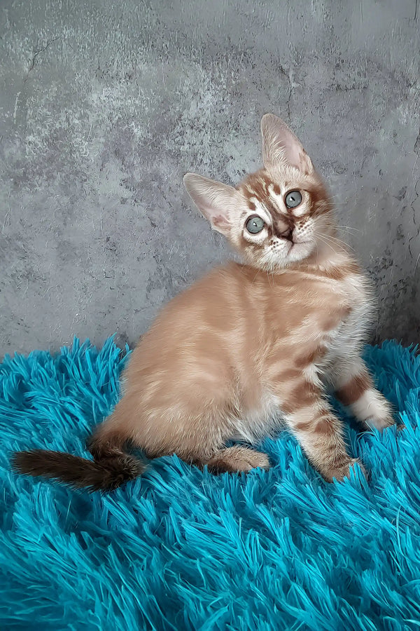 Toni | bengal kitten