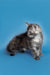 Gray and white fluffy Maine Coon kitten chilling on a blue surface, named Tony