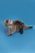 Fluffy gray Maine Coon kitten named Tony striking a playful pose with bright eyes