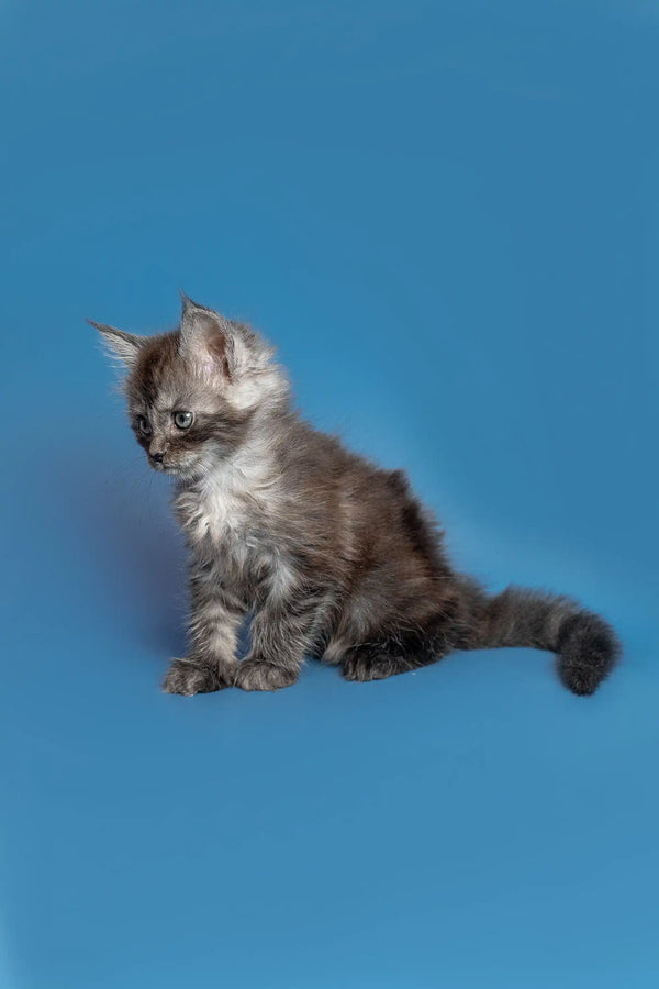 Gray and white fluffy Maine Coon kitten named Tony sitting on a blue surface