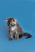 Gray and white fluffy Maine Coon kitten Tony against a bright blue backdrop