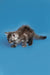 Fluffy gray Maine Coon kitten in a playful crouched stance, ready for fun