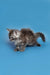 Fluffy gray Maine Coon kitten with a curious pose, perfect for any cat lover