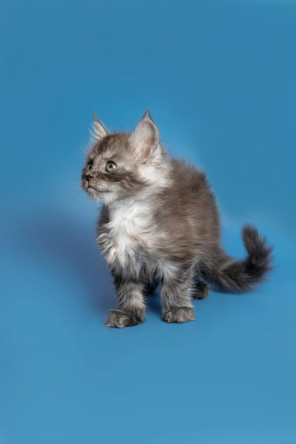 Adorable Maine Coon kitten with fluffy gray fur and curious expression