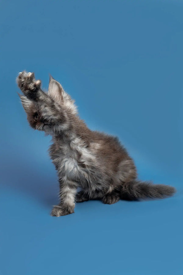 Gray Maine Coon kitten with one paw raised against a blue backdrop, adorable and playful