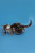 Gray tabby Maine Coon kitten playing on a blue surface, perfect for any cat lover