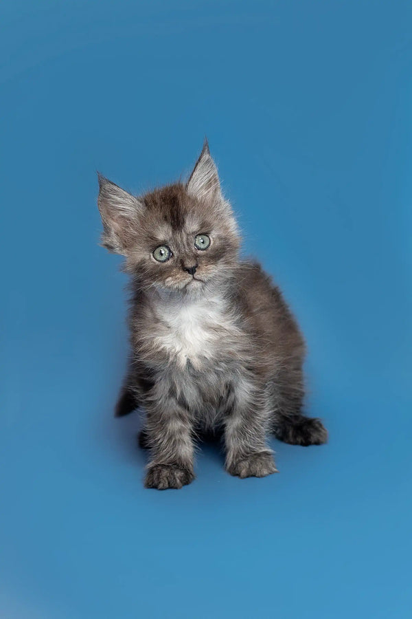 Adorable fluffy gray and white Maine Coon kitten with bright eyes named Tony