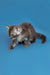 Adorable Gray Tabby Maine Coon Kitten with Fluffy Fur Standing Proudly on a Surface